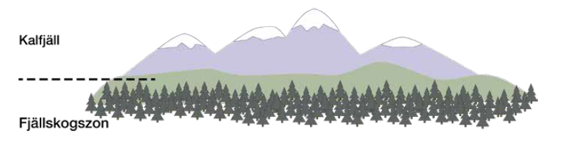 Bild av ett tecknat berg med skog längst ner och snö på toppen. Trädgränsen är markerad med en svart streckad linje. 