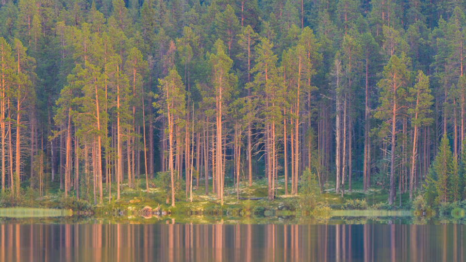 En skog med höga tallar som reflekteras i en sjö